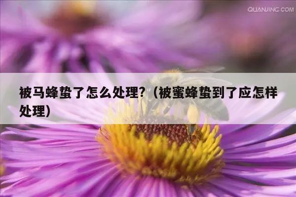 被马蜂蛰了怎么处理?（被蜜蜂蛰到了应怎样处理）