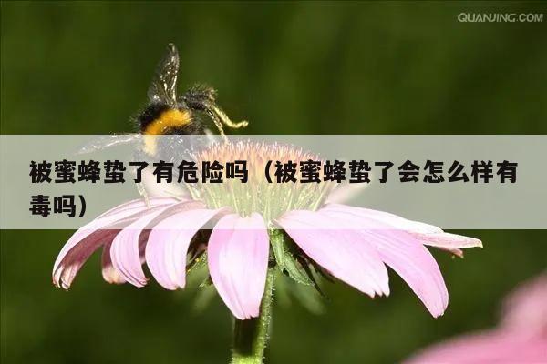 被蜜蜂蛰了有危险吗（被蜜蜂蛰了会怎么样有毒吗）