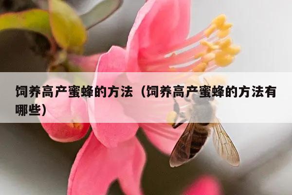 饲养高产蜜蜂的方法（饲养高产蜜蜂的方法有哪些）