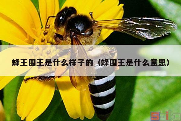 蜂王围王是什么样子的（蜂围王是什么意思）