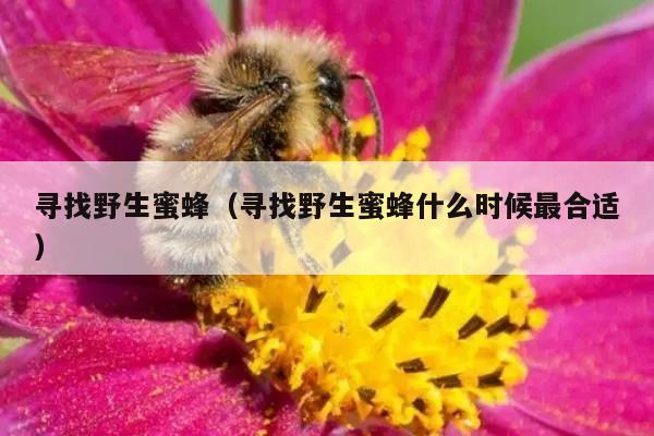 寻找野生蜜蜂（寻找野生蜜蜂什么时候最合适）