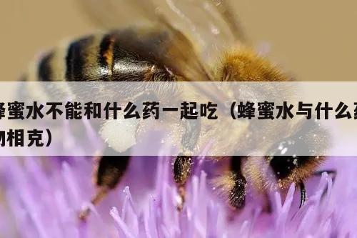 蜂蜜水不能和什么药一起吃（蜂蜜水与什么药物相克）