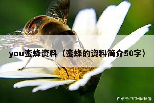 you蜜蜂资料（蜜蜂的资料简介50字）