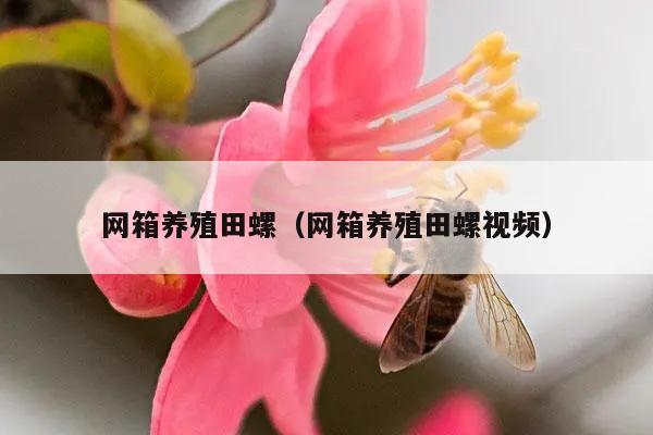 网箱养殖田螺（网箱养殖田螺视频）