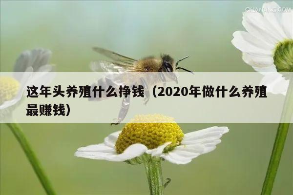 这年头养殖什么挣钱（2020年做什么养殖最赚钱）