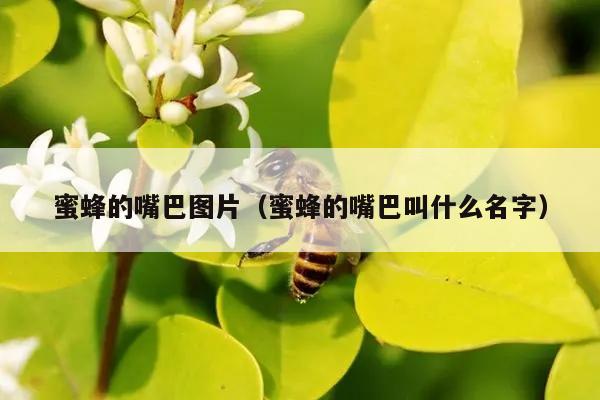 蜜蜂的嘴巴图片（蜜蜂的嘴巴叫什么名字）