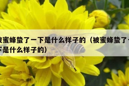 被蜜蜂蛰了一下是什么样子的（被蜜蜂蛰了一下是什么样子的）