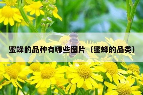 蜜蜂的品种有哪些图片（蜜蜂的品类）