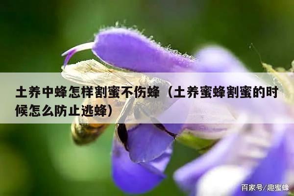 土养中蜂怎样割蜜不伤蜂（土养蜜蜂割蜜的时候怎么防止逃蜂）