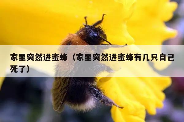 家里突然进蜜蜂（家里突然进蜜蜂有几只自己死了）