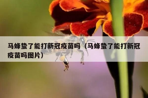 马蜂蛰了能打新冠疫苗吗（马蜂蛰了能打新冠疫苗吗图片）