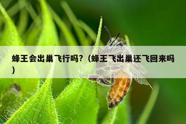 蜂王会出巢飞行吗?（蜂王飞出巢还飞回来吗）