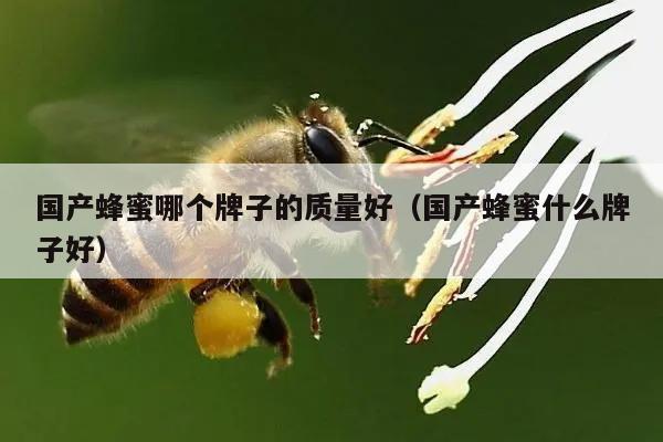 国产蜂蜜哪个牌子的质量好（国产蜂蜜什么牌子好）