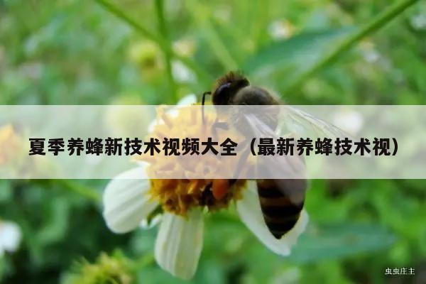 夏季养蜂新技术视频大全（最新养蜂技术视）