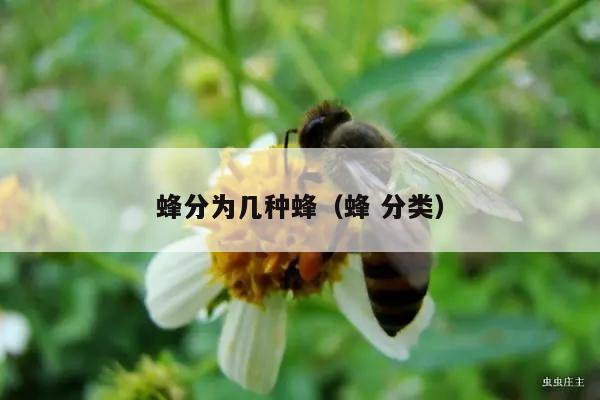 蜂分为几种蜂（蜂 分类）