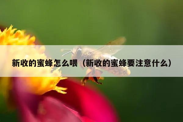 新收的蜜蜂怎么喂（新收的蜜蜂要注意什么）