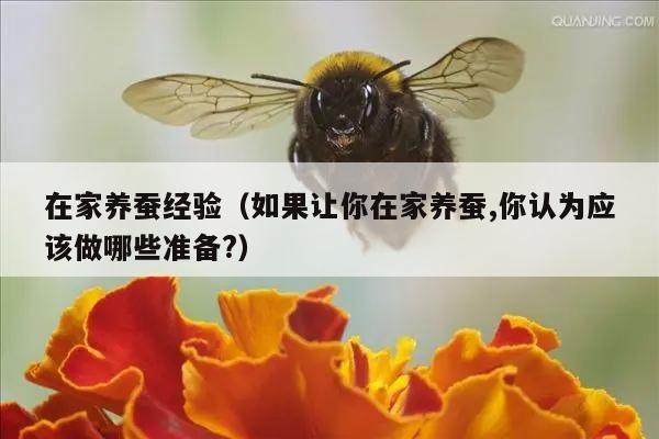 在家养蚕经验（如果让你在家养蚕,你认为应该做哪些准备?）