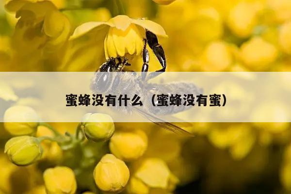 蜜蜂没有什么（蜜蜂没有蜜）