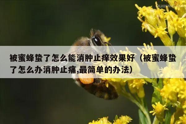 被蜜蜂蛰了怎么能消肿止痒效果好（被蜜蜂蛰了怎么办消肿止痛,最简单的办法）