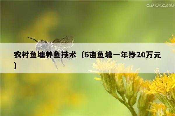 农村鱼塘养鱼技术（6亩鱼塘一年挣20万元）