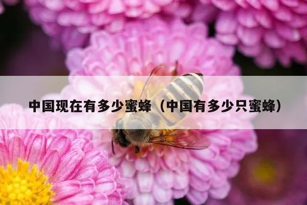 中国现在有多少蜜蜂（中国有多少只蜜蜂）