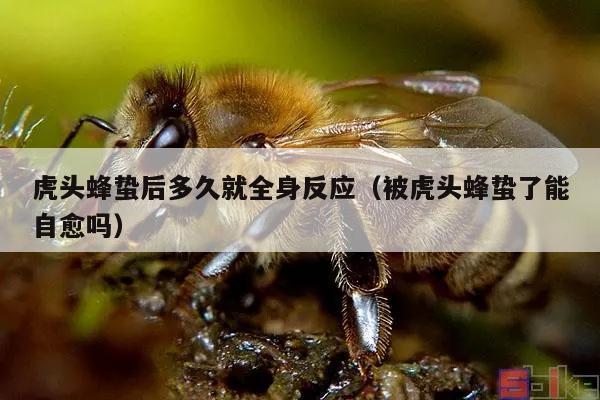 虎头蜂蛰后多久就全身反应（被虎头蜂蛰了能自愈吗）