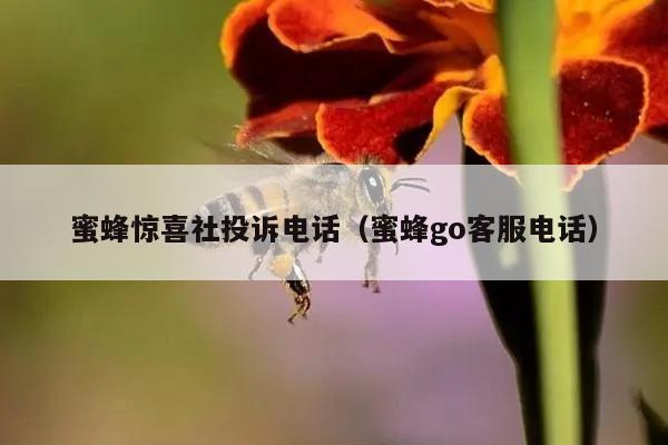 蜜蜂惊喜社投诉电话（蜜蜂go客服电话）