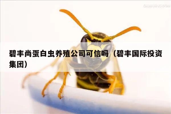 碧丰尚蛋白虫养殖公司可信吗（碧丰国际投资集团）