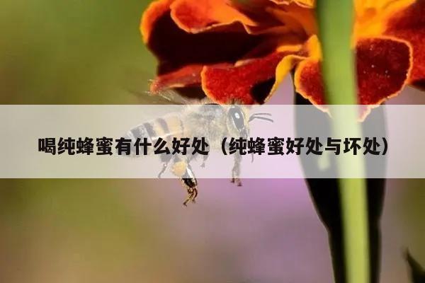 喝纯蜂蜜有什么好处（纯蜂蜜好处与坏处）