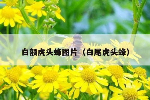 白额虎头蜂图片（白尾虎头蜂）