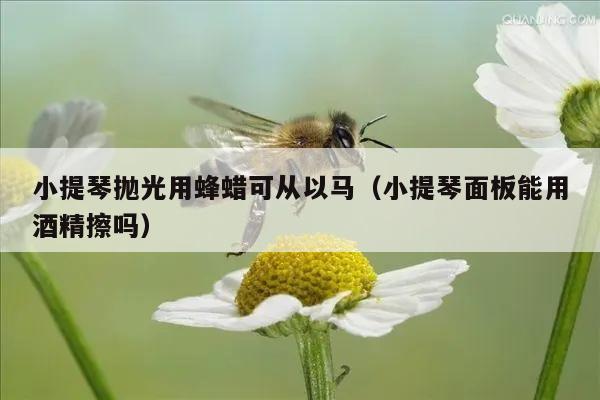 小提琴抛光用蜂蜡可从以马（小提琴面板能用酒精擦吗）