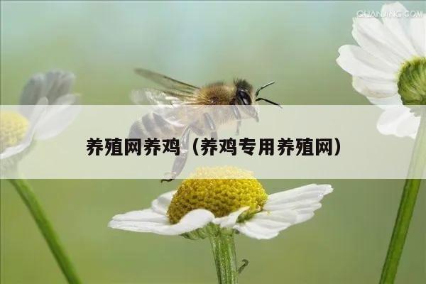 养殖网养鸡（养鸡专用养殖网）