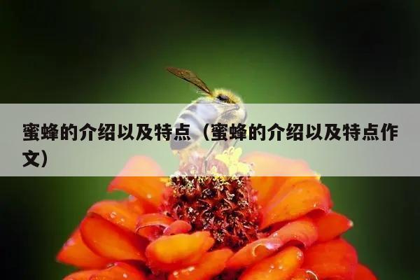 蜜蜂的介绍以及特点（蜜蜂的介绍以及特点作文）