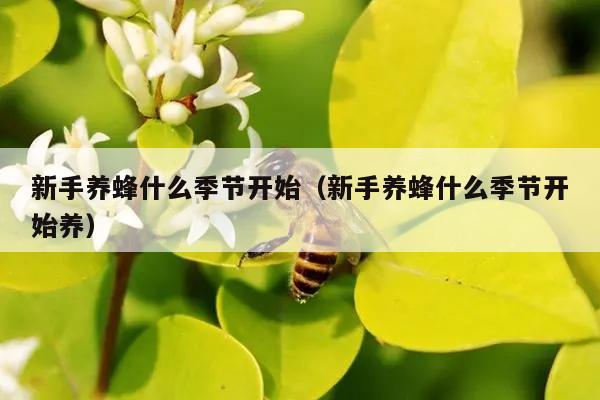 新手养蜂什么季节开始（新手养蜂什么季节开始养）