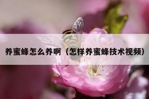 养蜜蜂怎么养啊（怎样养蜜蜂技术视频）