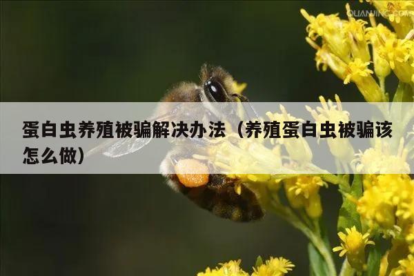 蛋白虫养殖被骗解决办法（养殖蛋白虫被骗该怎么做）