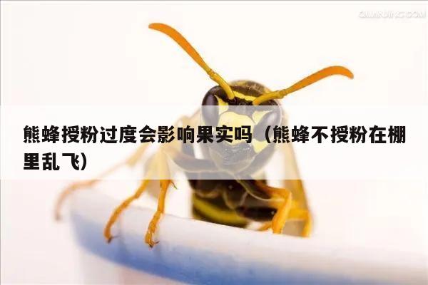 熊蜂授粉过度会影响果实吗（熊蜂不授粉在棚里乱飞）