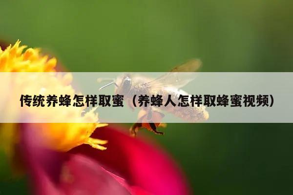 传统养蜂怎样取蜜（养蜂人怎样取蜂蜜视频）