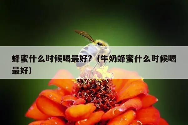 蜂蜜什么时候喝最好?（牛奶蜂蜜什么时候喝最好）