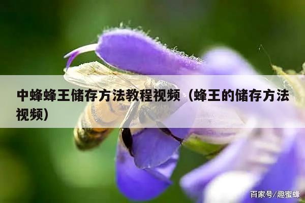 中蜂蜂王储存方法教程视频（蜂王的储存方法视频）