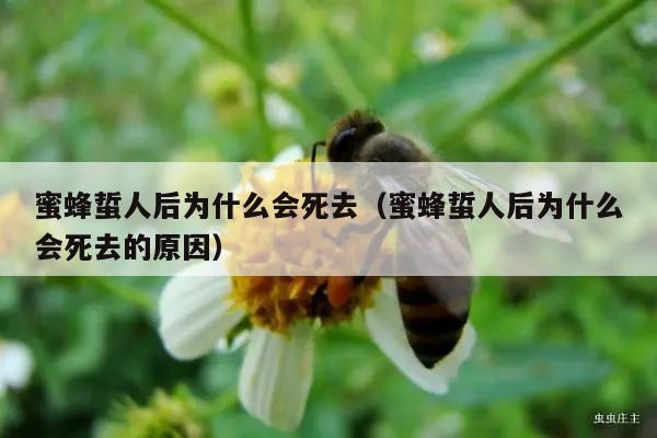 蜜蜂蜇人后为什么会死去（蜜蜂蜇人后为什么会死去的原因）