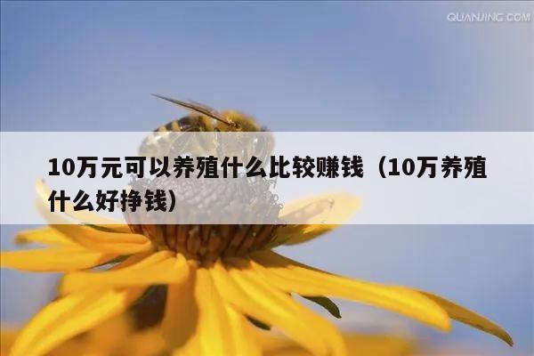 10万元可以养殖什么比较赚钱（10万养殖什么好挣钱）