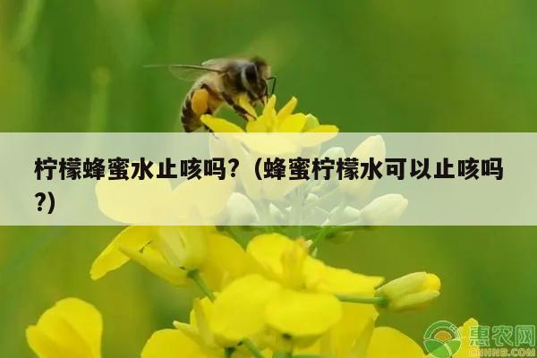 柠檬蜂蜜水止咳吗?（蜂蜜柠檬水可以止咳吗?）