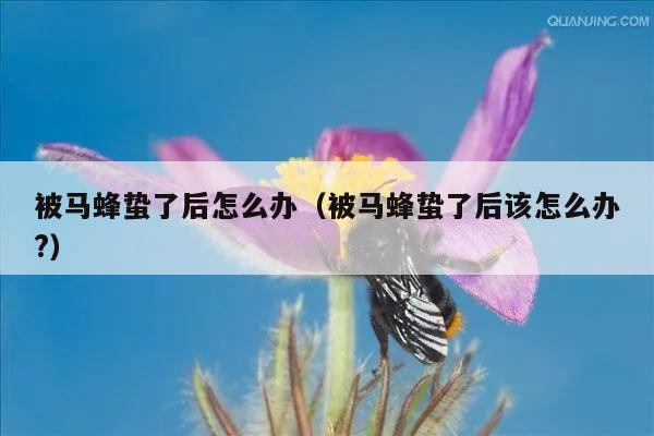 被马蜂蛰了后怎么办（被马蜂蛰了后该怎么办?）