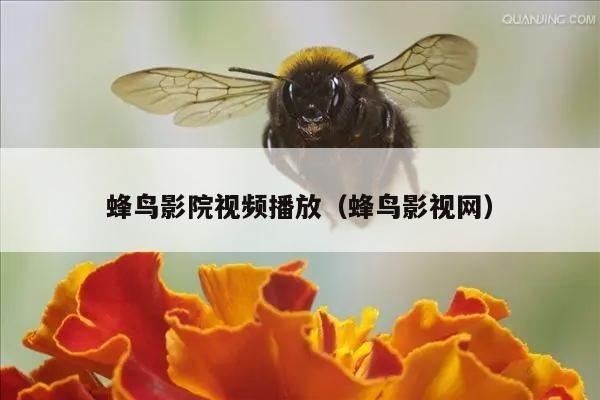 蜂鸟影院视频播放（蜂鸟影视网）