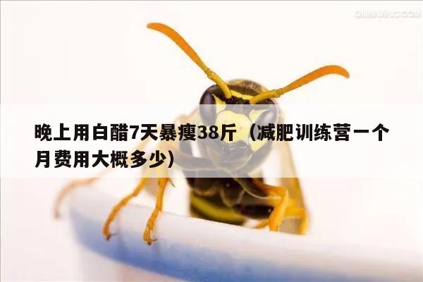 晚上用白醋7天暴瘦38斤（减肥训练营一个月费用大概多少）