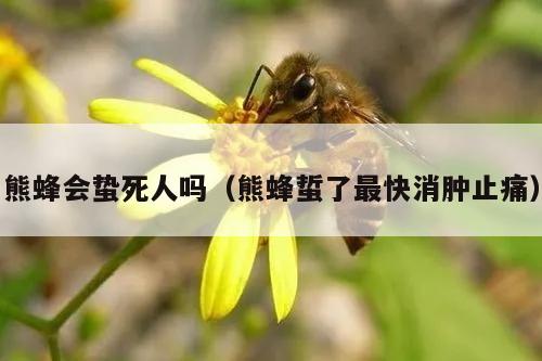 熊蜂会蛰死人吗（熊蜂蜇了最快消肿止痛）