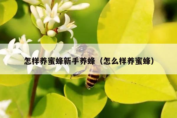 怎样养蜜蜂新手养蜂（怎么样养蜜蜂）