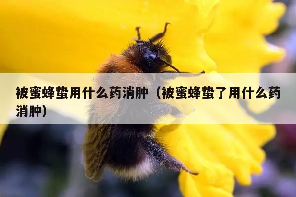 被蜜蜂蛰用什么药消肿（被蜜蜂蛰了用什么药消肿）