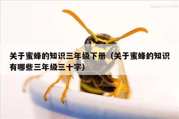 关于蜜蜂的知识三年级下册（关于蜜蜂的知识有哪些三年级三十字）